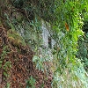 Plants: image 61 Of 208 Thumb
